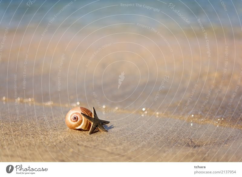 Sommerzeit Design exotisch schön Ferien & Urlaub & Reisen Strand Meer Dekoration & Verzierung Tapete Natur Sand Küste natürlich blau Farbe Idylle Muschelschale