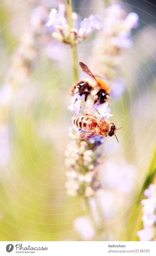 zu zweit Natur Pflanze Tier Sommer Schönes Wetter Blume Gras Blatt Blüte Lavendel Garten Park Wiese Wildtier Biene Tiergesicht Flügel Hummel Auge 2 Blühend Duft