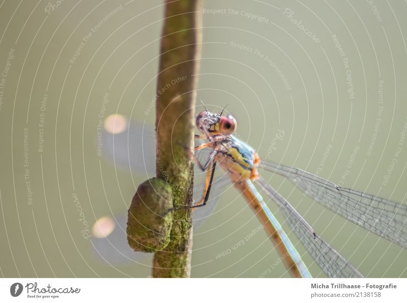 Bunte Libelle Umwelt Natur Tier Sonne Schönes Wetter Pflanze Baum Ast Zweig Wildtier Tiergesicht Flügel Libellenflügel Auge Beine Insekt 1 beobachten fliegen