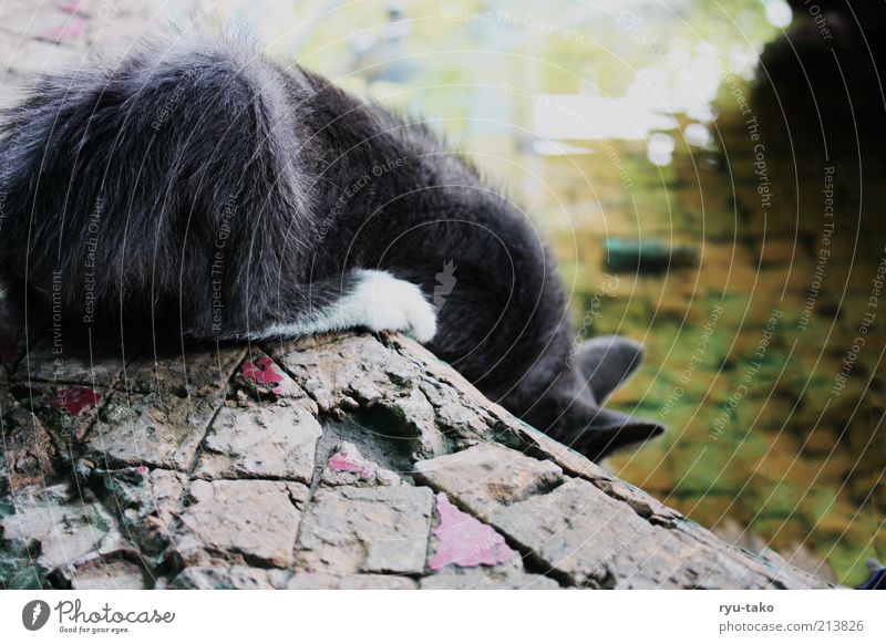 Koschka Tier Katze 1 Tierjunges berühren Blick trinken klein Neugier niedlich mehrfarbig ducken schön Brunnen Wasser Marmor Farbfoto Außenaufnahme Menschenleer