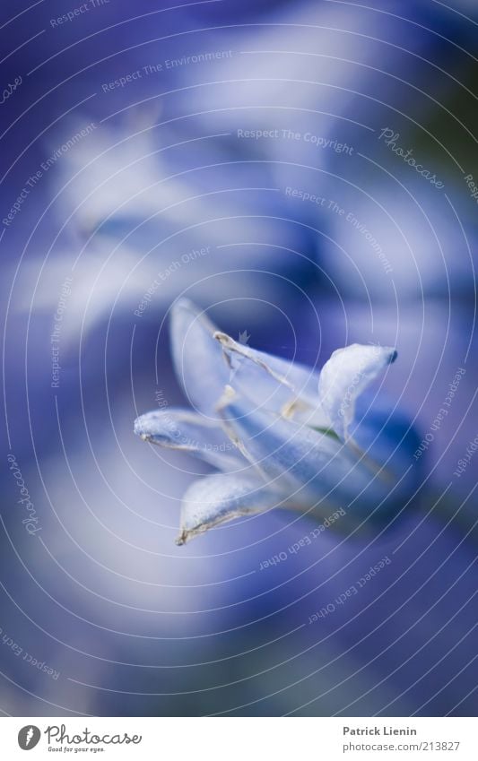 Zwischenwelt Umwelt Natur Pflanze Sommer Klima Blume Blüte Wildpflanze Duft leuchten Wachstum Stimmung Glück Glockenblume schön Farbfoto Gedeckte Farben