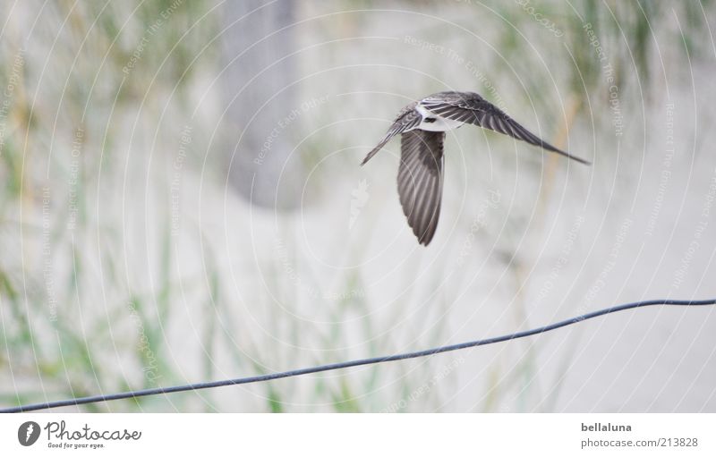 Sommer adé! Freiheit Strand Natur Sand Wetter Schönes Wetter Pflanze Wildpflanze Küste Tier Wildtier Vogel Flügel 1 fliegen Schwalben Uferschwalben Farbfoto