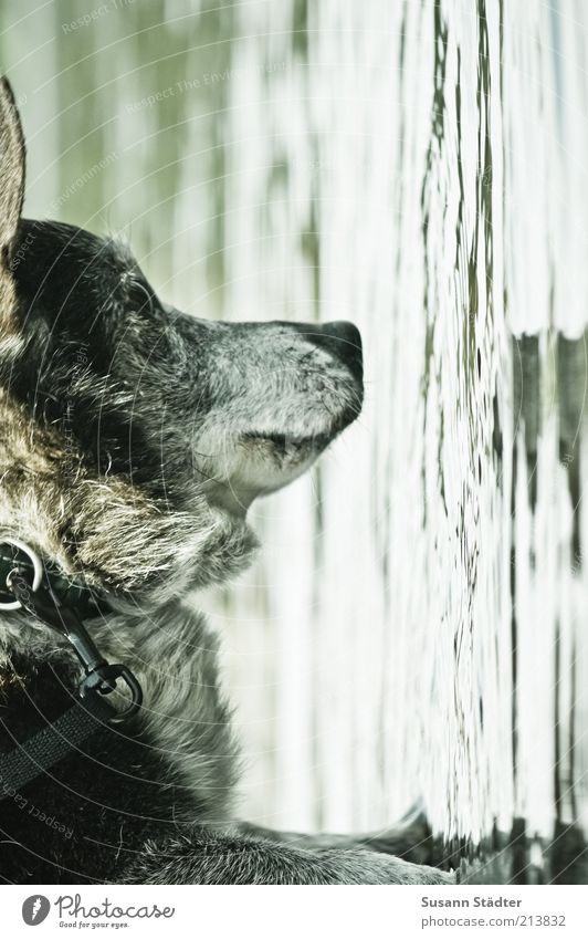 Spieglein, Spieglein... Haustier Hund Tiergesicht hängen Wasseroberfläche See Seeufer Hundeleine Pfote Gedanke Blick Denken Fell mehrfarbig Außenaufnahme