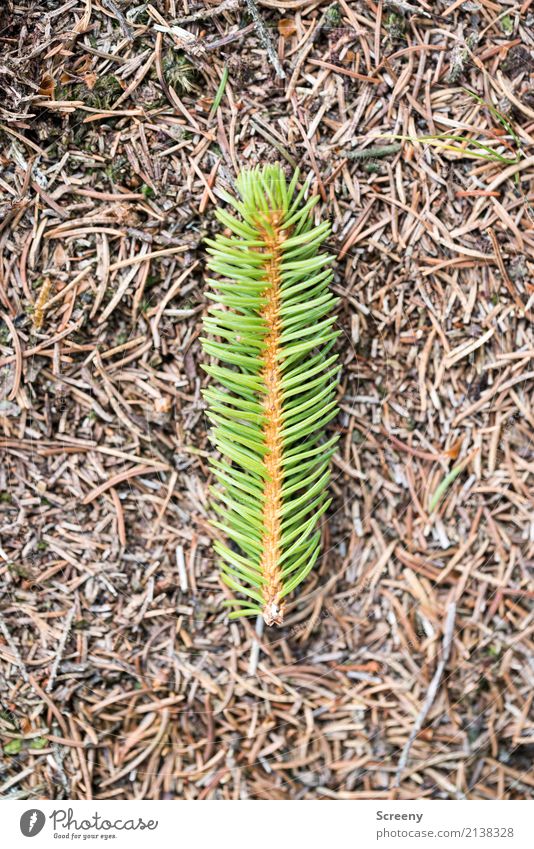 Oh Tannenbaum - Single Edition Natur Pflanze Erde Tannenzweig Wald liegen braun grün Weihnachten & Advent Tannennadel Farbfoto Außenaufnahme Detailaufnahme