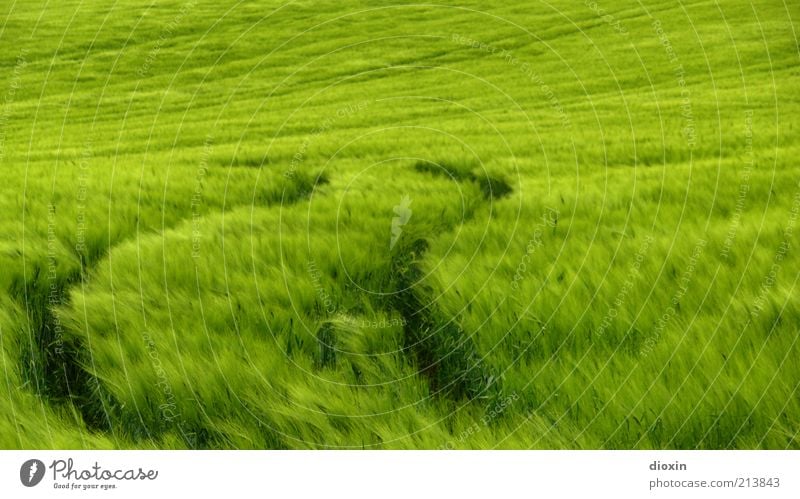 Secale cereale [2] Lebensmittel Getreide Umwelt Natur Landschaft Pflanze Wind Gras Nutzpflanze Roggen Roggenfeld Feld Wachstum grün Reifenspuren Farbfoto