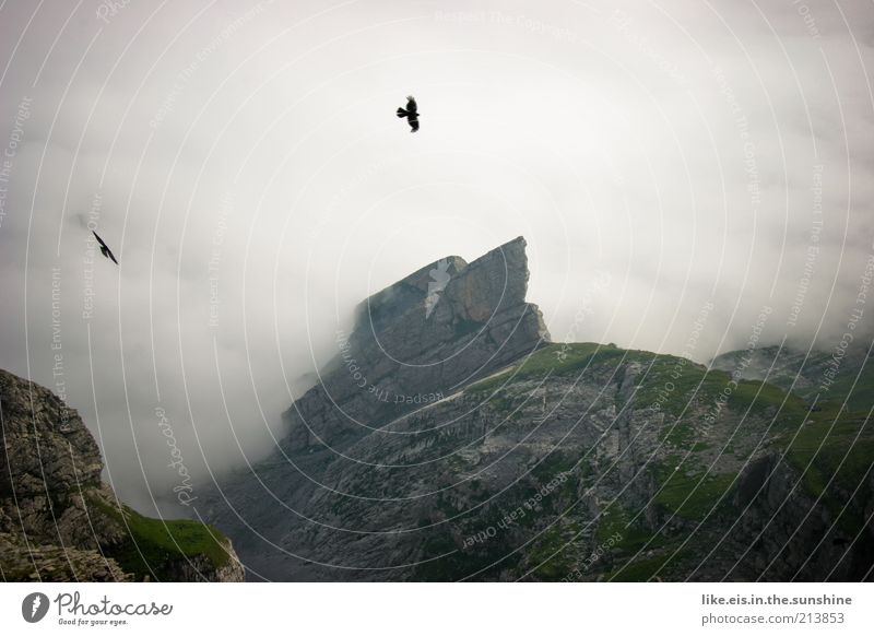 irland? Zufriedenheit Sinnesorgane Erholung ruhig Ausflug Ferne Bergsteigen Umwelt Natur Landschaft Urelemente Wolken Sommer Klima Nebel Felsen Alpen