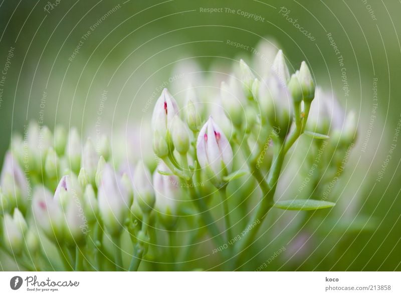 rosagrün schön Natur Pflanze Frühling Sommer Blume Blüte Grünpflanze Blühend Wachstum Duft natürlich weiß Frühlingsgefühle Farbfoto Makroaufnahme Menschenleer