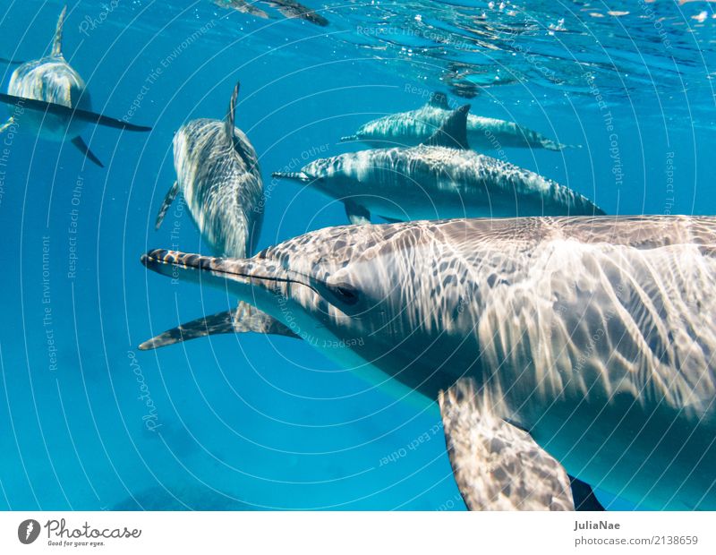 Schule Spinnerdelfine Delphine Wasser Tier Meer schwimmen ostpazifischer delfin Rotes Meer Ägypten tauchen Schnorcheln Wildtier wild freilebend