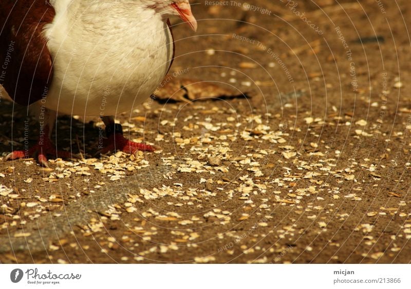 Found grain | You may Applaude Getreide Ernährung Tier Wildtier Vogel Krallen 1 Fressen füttern stehen dick Wärme gelb gold Glück Optimismus Appetit & Hunger