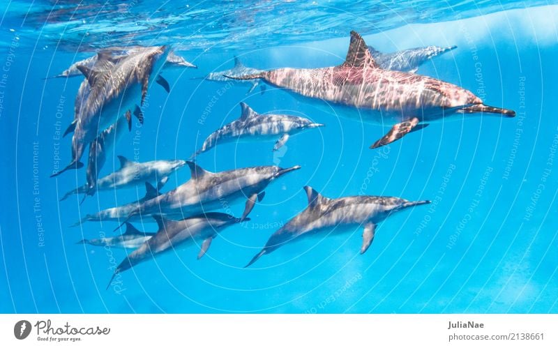 delfin schule im roten meer Meer tauchen Tier Wasser Riff Korallenriff Tiergruppe Schwimmen & Baden Delphine schwimmen ostpazifischer delfin Rotes Meer Ägypten