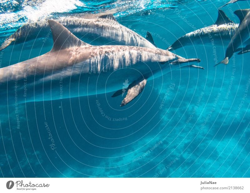 delfin schule im roten meer Meer tauchen Tier Wasser Riff Korallenriff Tiergruppe Schwimmen & Baden Delphine schwimmen ostpazifischer delfin Rotes Meer Ägypten