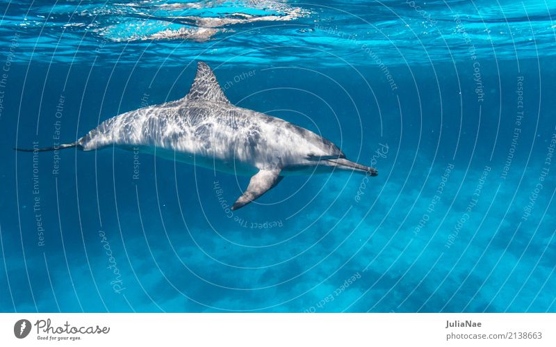 Delfin schwimmt vor korallenriff Meer tauchen Tier Wasser Riff Korallenriff Tiergruppe Schwimmen & Baden Delphine schwimmen ostpazifischer delfin Rotes Meer