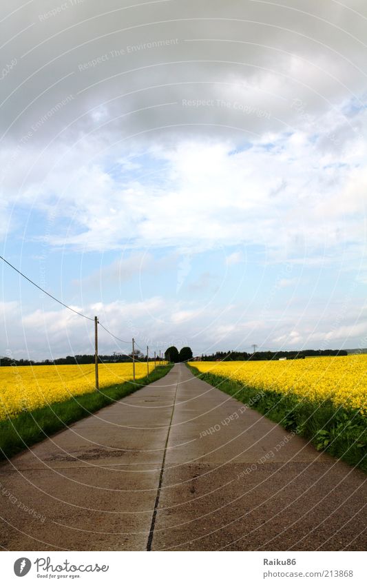 Geradeaus Freizeit & Hobby Ferien & Urlaub & Reisen Ausflug Ferne Freiheit Natur Landschaft Himmel Schönes Wetter schlechtes Wetter Nutzpflanze Farbfoto