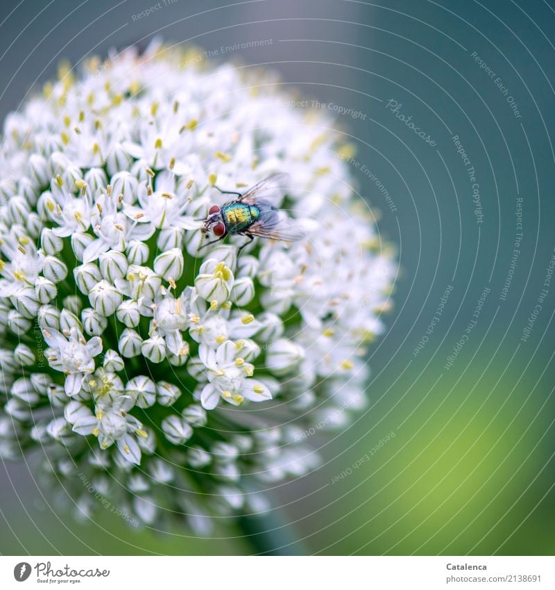 Festplatte | Festtafel für Schmeißfliegen Natur Pflanze Tier Sommer Blüte Nutzpflanze Porree Lauchblüte Garten Fliege 1 Blühend Duft Fressen blau gelb grün