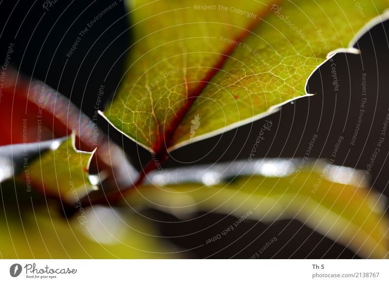 Blatt Natur Pflanze Frühling Sommer Bewegung Blühend ästhetisch authentisch einfach elegant natürlich grün rot schwarz weiß Gelassenheit geduldig ruhig