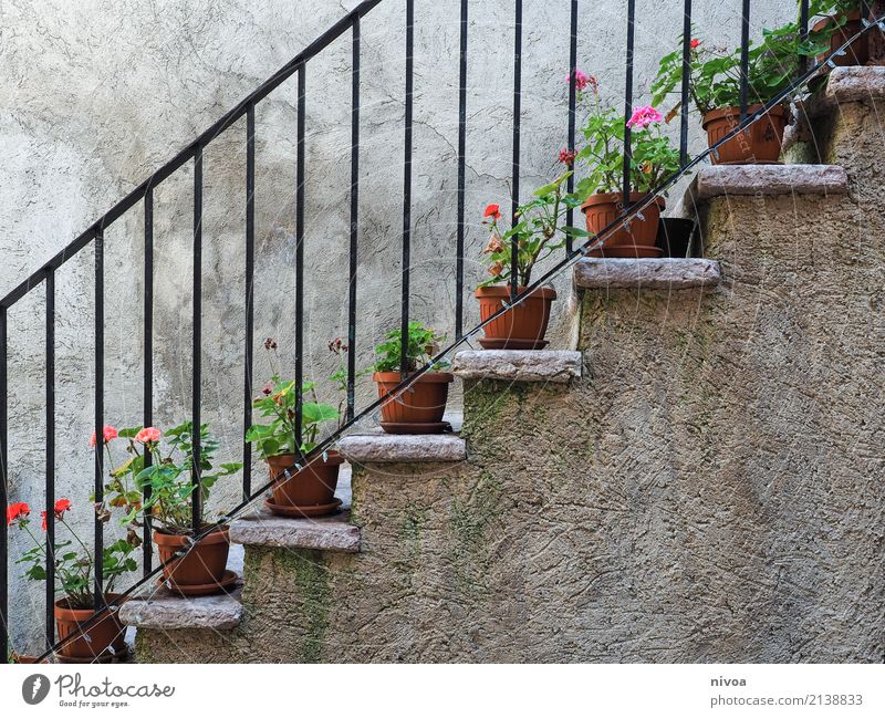 treppenblumen Ferien & Urlaub & Reisen Wohnung Haus Dekoration & Verzierung Ausstellung Umwelt Natur Pflanze Blume Blumentopf Italien Dorf Mauer Wand Treppe