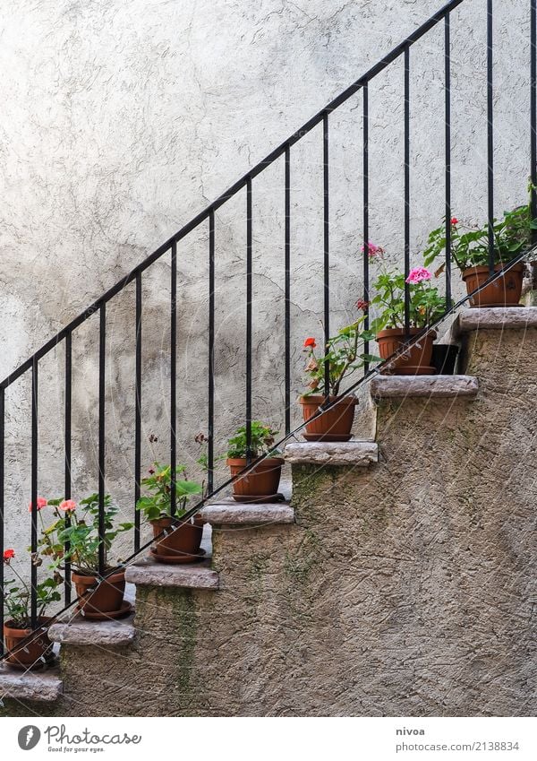 blumentreppe Freizeit & Hobby Ferien & Urlaub & Reisen Ausflug Umwelt Natur Pflanze Blume Blatt Blüte Italien Mauer Wand Treppe Treppengeländer Blumentopf Stein