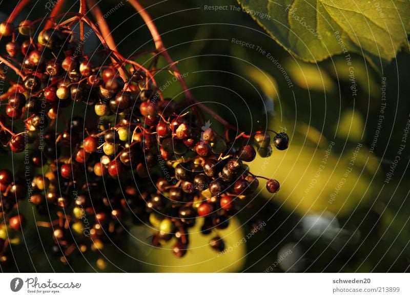 hollunder Lebensmittel Frucht Hollunder Gesundheit Pflanze Herbst Schönes Wetter Sträucher Wildpflanze leuchten ästhetisch gut lecker natürlich saftig süß grün