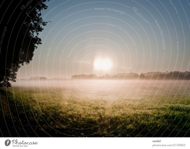 Grund zum Grübeln Umwelt Natur Landschaft Wolkenloser Himmel Horizont Frühling Schönes Wetter Baum Gras Autofenster Glas leuchten hell doppelt gemoppelt