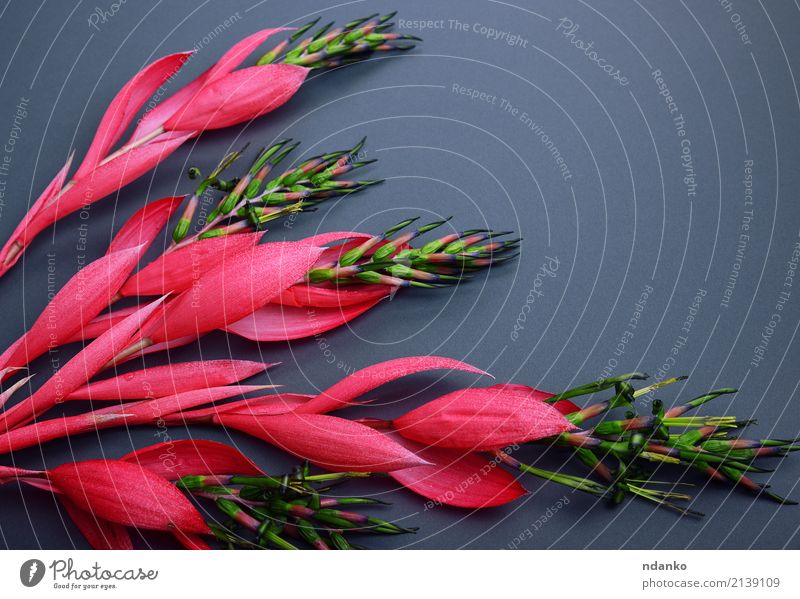 Blühender Zweig von bilbergia schön Geburtstag Natur Pflanze Frühling Blume Blüte Blumenstrauß Liebe frisch hell natürlich rosa rot Überstrahlung geblümt