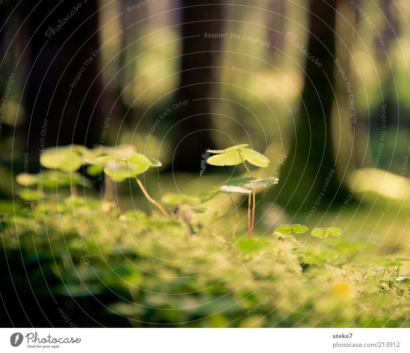 über den Klee Pflanze Schönes Wetter Grünpflanze grün Natur Kleeblatt Waldboden Lichteinfall zart Farbfoto Makroaufnahme Menschenleer Sonnenlicht