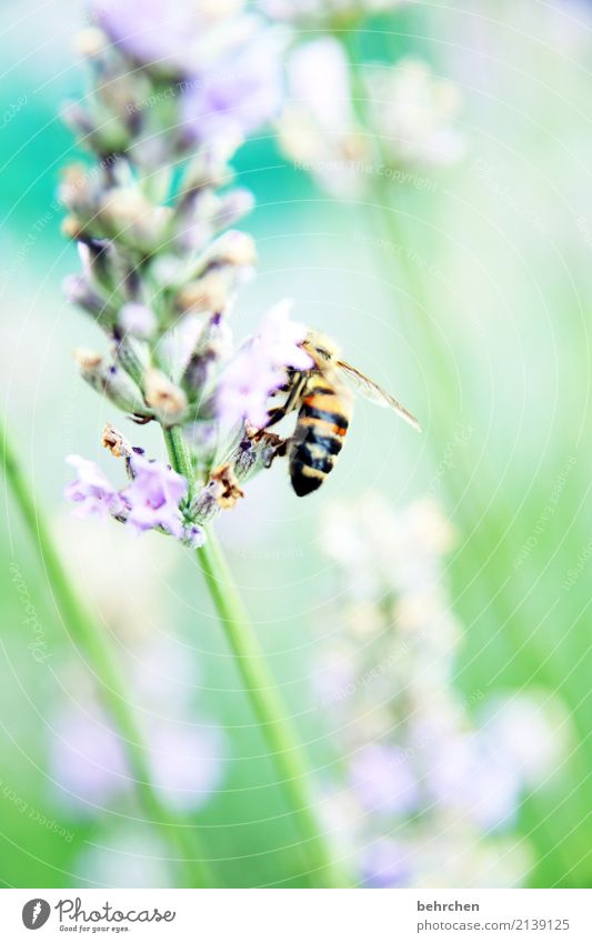 sommerfarben Natur Pflanze Tier Sommer Schönes Wetter Blume Blatt Blüte Lavendel Garten Park Wiese Wildtier Biene Flügel 1 Blühend Duft fliegen Fressen schön