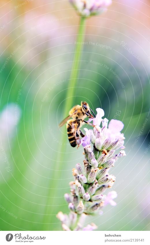 lavendelsommer Natur Pflanze Tier Sommer Schönes Wetter Blume Blatt Blüte Lavendel Garten Park Wiese Wildtier Biene Tiergesicht Flügel 1 Blühend Duft fliegen