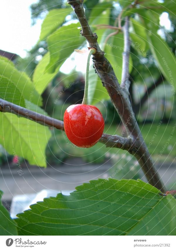 Die erste Kirsche Normalbrennweite Blatt Frucht