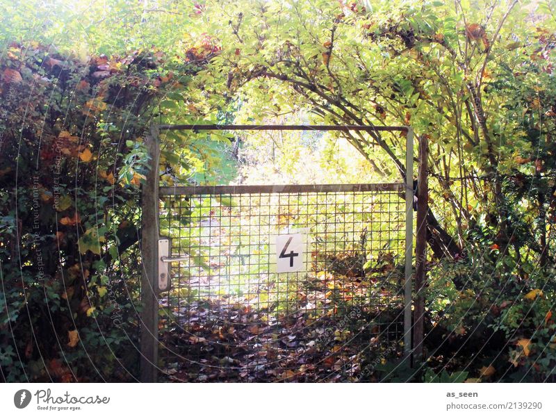 Verwunschen Wellness harmonisch ruhig Freizeit & Hobby Garten Erntedankfest Umwelt Natur Pflanze Sommer Herbst Klima Schönes Wetter Hecke Ast Blatt