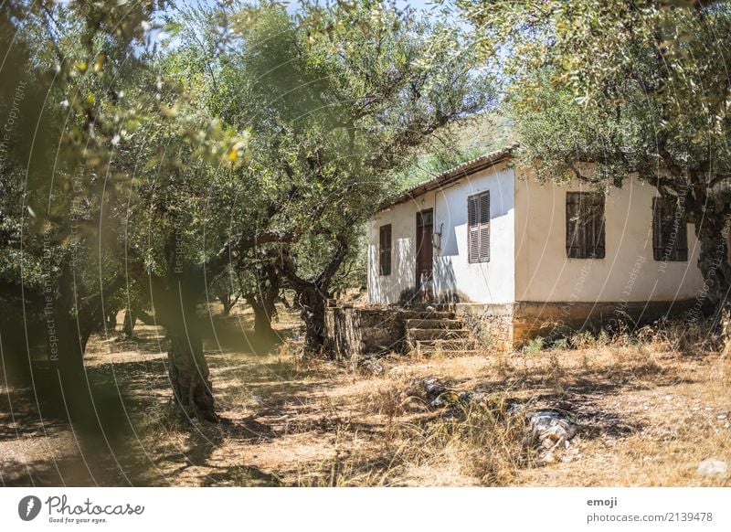 im Olivenhain Umwelt Natur Schönes Wetter Wärme Baum Hütte natürlich Olivenbaum Zakinthos Farbfoto Außenaufnahme Menschenleer Tag Schwache Tiefenschärfe