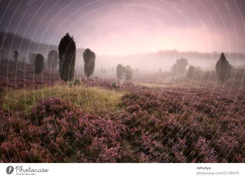 schöner nebeliger Sonnenaufgang auf rosa blühenden Hügeln Sommer Natur Landschaft Pflanze Sonnenuntergang Schönes Wetter Nebel Baum Blume Blüte Wiese Wald