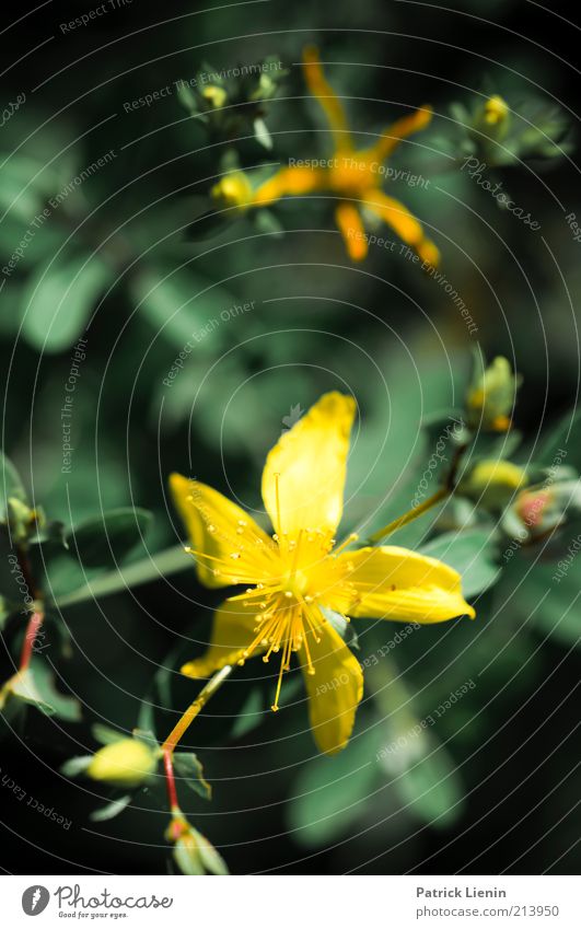 colors Umwelt Natur Pflanze Sommer Blume Blüte Grünpflanze Wildpflanze atmen Duft Erholung glänzend genießen Blick exotisch hell natürlich gelb grün Farbfoto