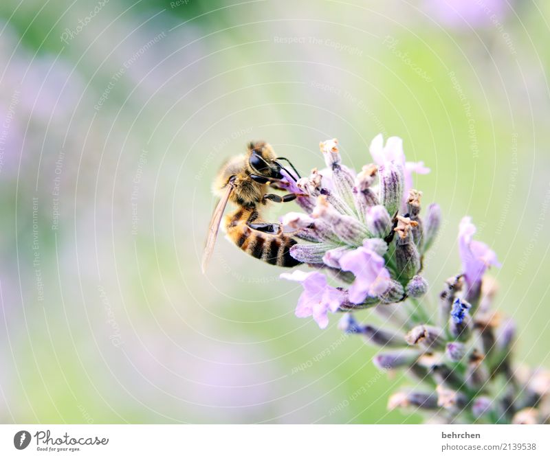 zielgerichtet Natur Pflanze Tier Sommer Schönes Wetter Blume Blüte Lavendel Garten Park Wiese Wildtier Biene Tiergesicht Flügel 1 Blühend Duft fliegen Fressen