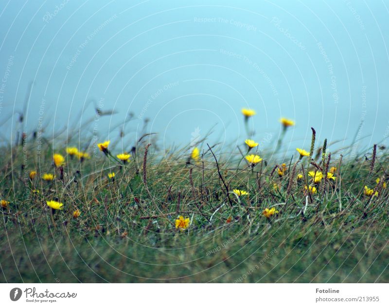 karg Umwelt Natur Landschaft Pflanze Urelemente Erde Himmel Wolkenloser Himmel Sommer Blume Gras Blüte Wiese Küste hell natürlich blau gelb grün Blühend