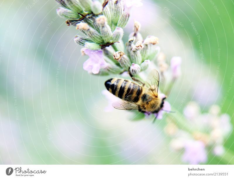 fleißig sein... Natur Pflanze Tier Sommer Schönes Wetter Blume Blatt Blüte Lavendel Garten Park Wiese Wildtier Biene Flügel 1 Blühend Duft fliegen Fressen schön