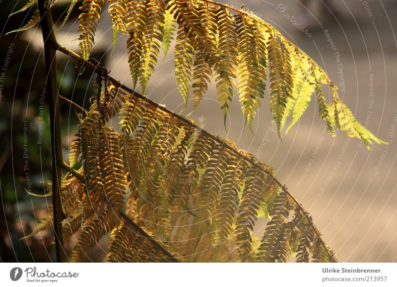 Baumfarn im Sonnenlicht Farn Cyatheales Farnblatt Ast Zweig Schatten grün Pflanze Blatt hängen Stengel Samen Sträucher gefiedert Schwache Tiefenschärfe