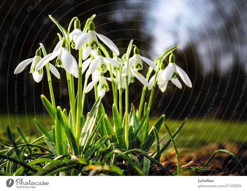 Schneeglöckchen Frühling Frühblüher Blume Pflanze weiß leuchten galanthus nivalis Wiese gruppe klein blühen snow drops Garten grün