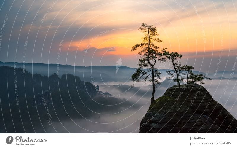 nebeliger Sonnenaufgang im Elbsandsteingebirge Sächsische Schweiz Herbst Nebel Felsen Stein Baum Berge u. Gebirge Rathen Bastei Tal Morgen Schatten Silhouette