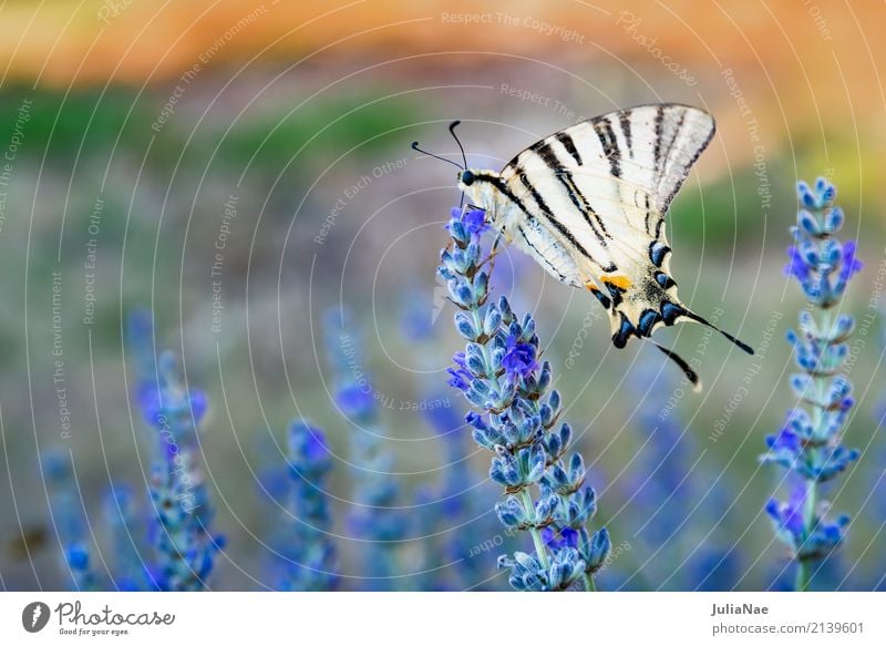 Schwalbenschwanz an einer Lavendelblüte Blüte Schmetterling groß gelb weiß machaon segelfalter Insekt lavendelblüte beige Farbfoto mehrfarbig Außenaufnahme