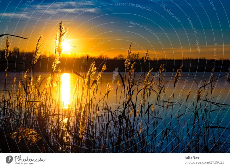 Sonnenuntergang hinter Gräsern Erholung ruhig Ferien & Urlaub & Reisen Wasser Gras See blau orange Abenddämmerung Farbfoto Außenaufnahme Detailaufnahme