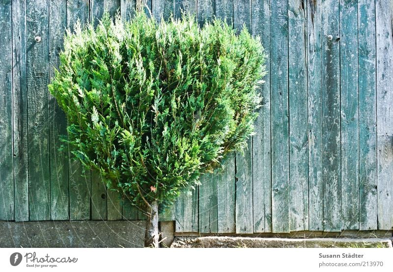 Y Baum Garten stehen Wachstum Nadelbaum Gartenzaun Zierpflanze Mauer Pflanze Einsamkeit Dekoration & Verzierung Holzbrett Farbfoto abstrakt Strukturen & Formen