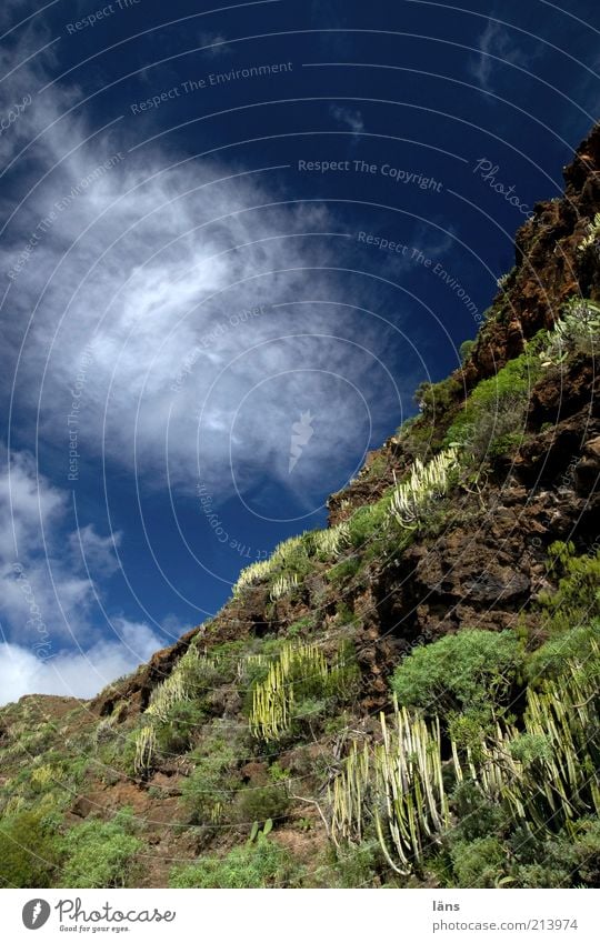 abwärts Berge u. Gebirge Pflanze Himmel Wolken Kaktus Grünpflanze Wildpflanze Hügel Felsen Umwelt Wachstum Berghang Farbfoto Außenaufnahme Menschenleer