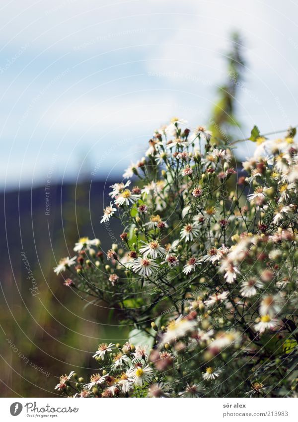 Strauchblüten Natur Pflanze Himmel Blume Sträucher Blüte Wildpflanze Wachstum Farbfoto Außenaufnahme Nahaufnahme Menschenleer Textfreiraum links