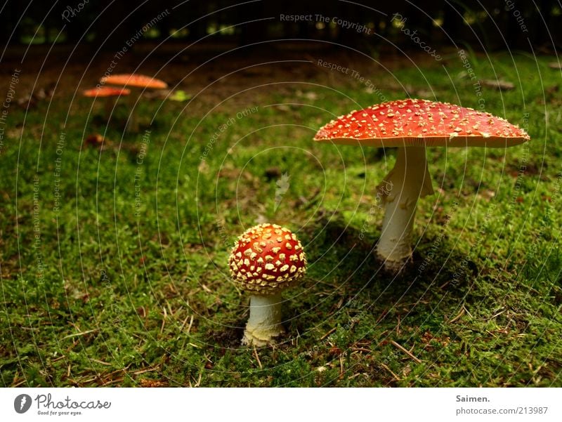 PROJEKT: waldverschönerung Umwelt Natur Erde Wald natürlich Risiko Stimmung Moos Pilz Fliegenpilz Komplementärfarbe Märchenwald Farbfoto Außenaufnahme