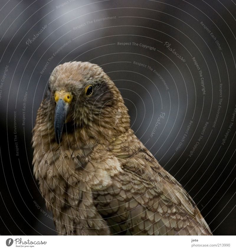 KEA nicht IKEA Tier Vogel Kea ästhetisch Natur Papageienvogel selten Auge Blick exotisch wild Hintergrund neutral Tierporträt bräunlich 1 Schnabel