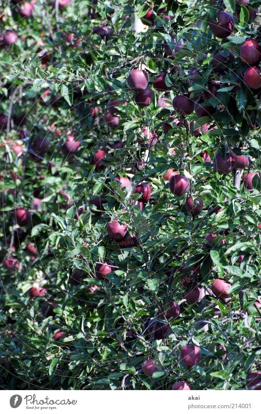 Apfelernte Lebensmittel Ernährung Bioprodukte Sommer Pflanze Baum Blatt Nutzpflanze Garten hängen Wachstum saftig violett rot Red Delicious Farbfoto