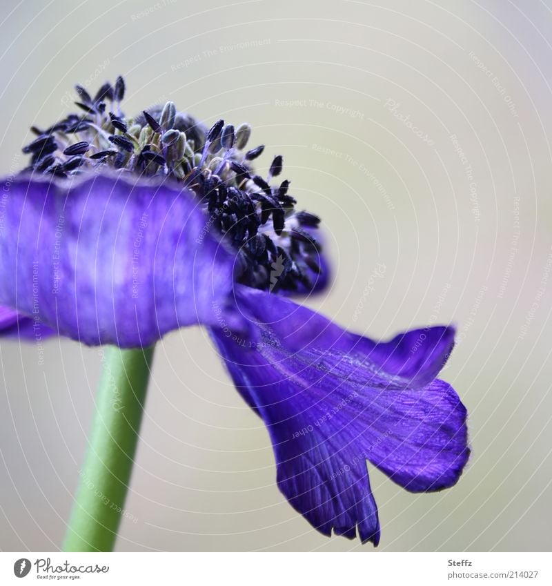 blau blühende Anemone Anemonen elegant dezent stilvoll Blüte romantisch ästhetisch Frühlingsblume nah dunkelblau Blume Romantik verblüht blühende Blume