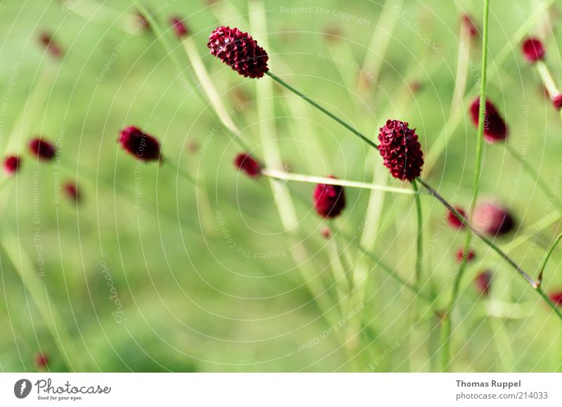 rot und grün Natur Pflanze Frühling Sommer Blume Gras Sträucher Blatt Blüte Grünpflanze Nutzpflanze Wiese schön natürlich Lebensfreude Farbfoto mehrfarbig