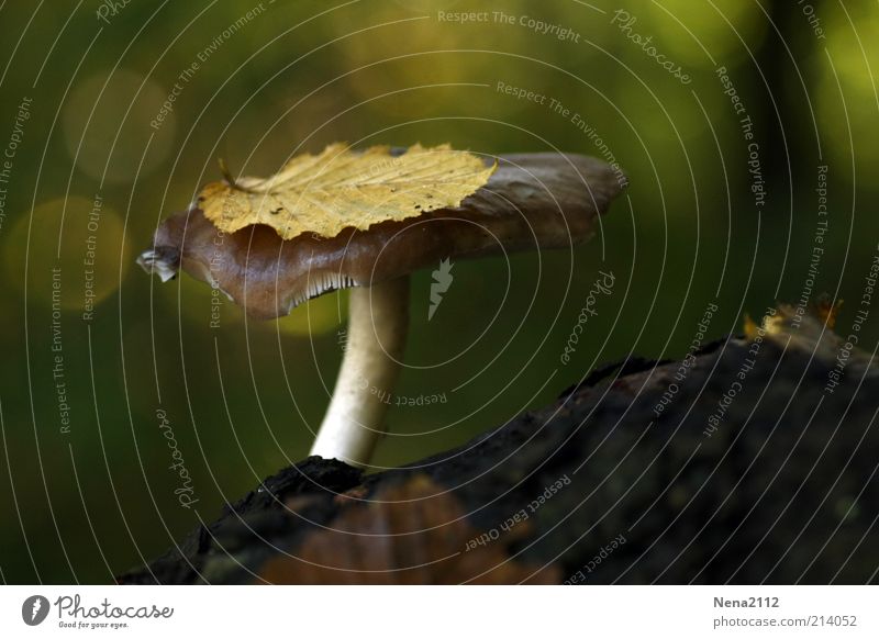 Caresse d'Automne... Natur Pflanze Erde Baum braun gelb gold Pilz Champignons Laubbaum Buche Buchenblatt Blatt Herbst Herbstlaub herbstlich September Oktober