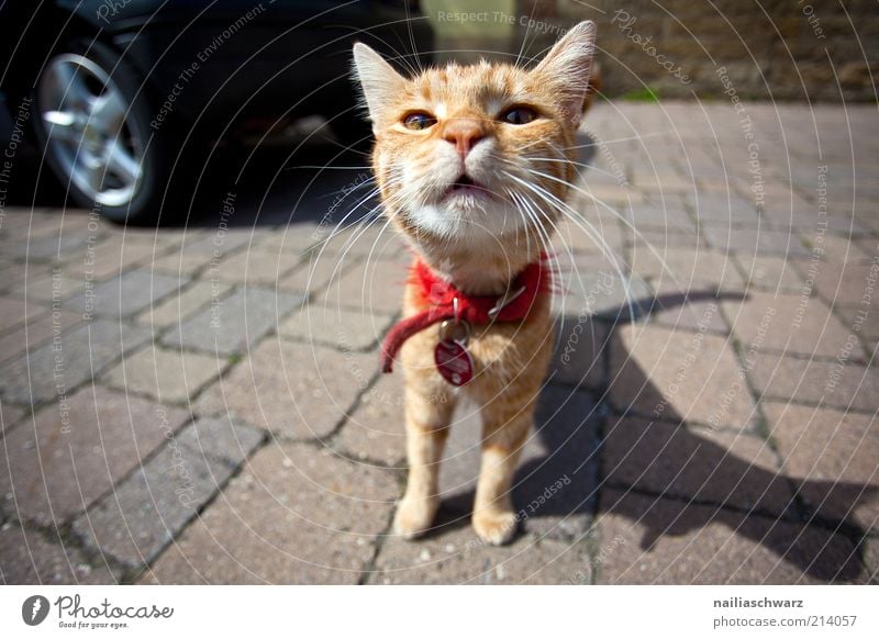 Katze Tier Haustier Tiergesicht Fell 1 ästhetisch lustig nah rot weiß Neugier Interesse Farbfoto mehrfarbig Außenaufnahme Menschenleer Tag Licht Schatten